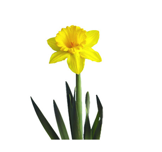 گل نرگس ژانکی - Narcissus | گل آف
